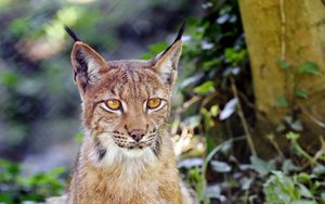 Preview wallpaper lynx, big cat, animal, sight, grass