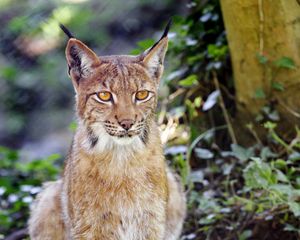 Preview wallpaper lynx, big cat, animal, sight, grass