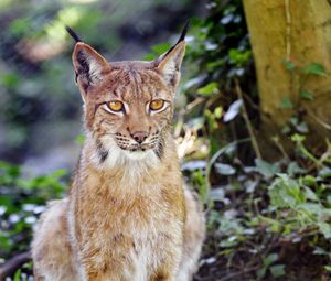 Preview wallpaper lynx, big cat, animal, sight, grass