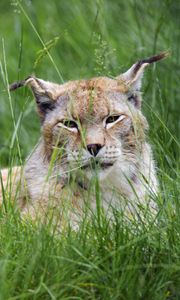 Preview wallpaper lynx, big cat, animal, glance, grass, muzzle