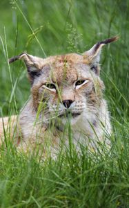 Preview wallpaper lynx, big cat, animal, glance, grass, muzzle