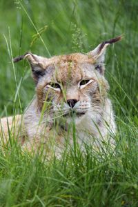 Preview wallpaper lynx, big cat, animal, glance, grass, muzzle