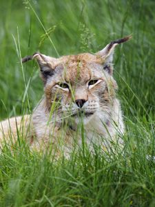 Preview wallpaper lynx, big cat, animal, glance, grass, muzzle