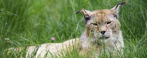 Preview wallpaper lynx, big cat, animal, glance, grass, muzzle