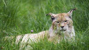 Preview wallpaper lynx, big cat, animal, glance, grass, muzzle