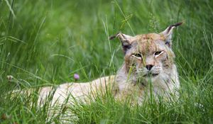 Preview wallpaper lynx, big cat, animal, glance, grass, muzzle