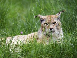 Preview wallpaper lynx, big cat, animal, glance, grass, muzzle