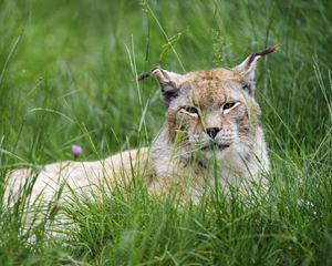 Preview wallpaper lynx, big cat, animal, glance, grass, muzzle