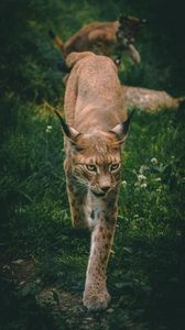 Preview wallpaper lynx, big cat, animal, glance, predator