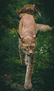 Preview wallpaper lynx, big cat, animal, glance, predator