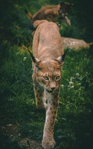 Preview wallpaper lynx, big cat, animal, glance, predator