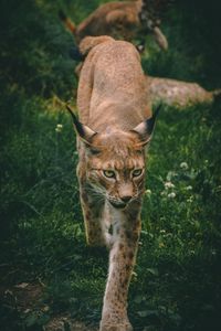 Preview wallpaper lynx, big cat, animal, glance, predator