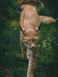 Preview wallpaper lynx, big cat, animal, glance, predator