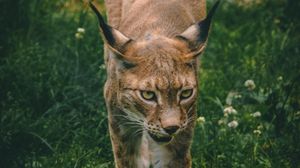 Preview wallpaper lynx, big cat, animal, glance, predator