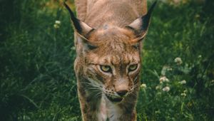 Preview wallpaper lynx, big cat, animal, glance, predator
