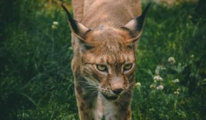 Preview wallpaper lynx, big cat, animal, glance, predator