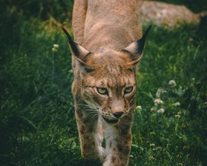 Preview wallpaper lynx, big cat, animal, glance, predator