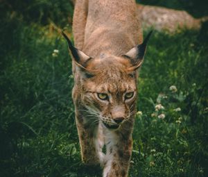 Preview wallpaper lynx, big cat, animal, glance, predator