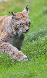 Preview wallpaper lynx, big cat, animal, grass, wildlife