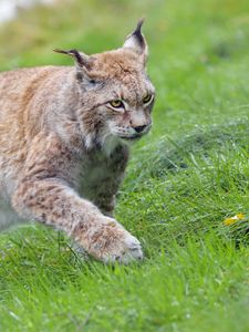 Preview wallpaper lynx, big cat, animal, grass, wildlife