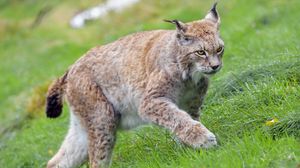 Preview wallpaper lynx, big cat, animal, grass, wildlife