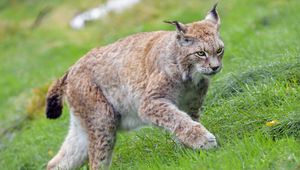 Preview wallpaper lynx, big cat, animal, grass, wildlife