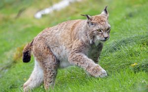 Preview wallpaper lynx, big cat, animal, grass, wildlife