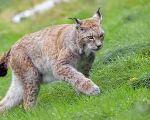 Preview wallpaper lynx, big cat, animal, grass, wildlife