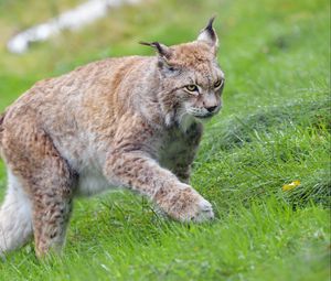 Preview wallpaper lynx, big cat, animal, grass, wildlife