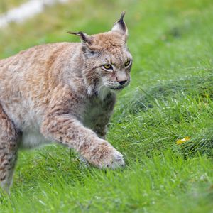 Preview wallpaper lynx, big cat, animal, grass, wildlife