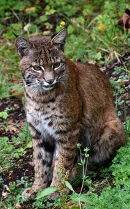 Preview wallpaper lynx, big cat, animal, wildlife