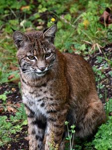 Preview wallpaper lynx, big cat, animal, wildlife