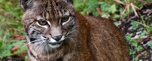 Preview wallpaper lynx, big cat, animal, wildlife