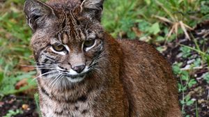 Preview wallpaper lynx, big cat, animal, wildlife