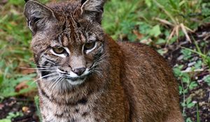 Preview wallpaper lynx, big cat, animal, wildlife