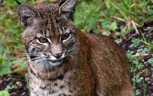 Preview wallpaper lynx, big cat, animal, wildlife