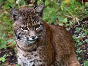 Preview wallpaper lynx, big cat, animal, wildlife