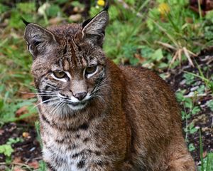 Preview wallpaper lynx, big cat, animal, wildlife