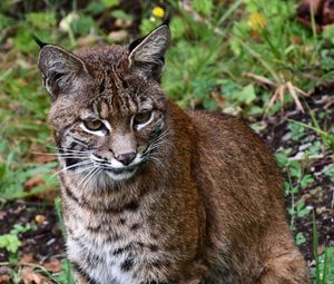 Preview wallpaper lynx, big cat, animal, wildlife