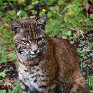 Preview wallpaper lynx, big cat, animal, wildlife