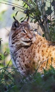 Preview wallpaper lynx, big cat, animal, predator, grass