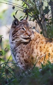 Preview wallpaper lynx, big cat, animal, predator, grass