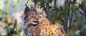 Preview wallpaper lynx, big cat, animal, predator, grass