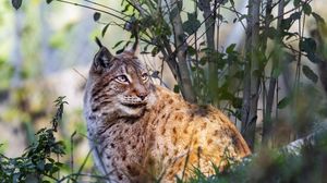 Preview wallpaper lynx, big cat, animal, predator, grass