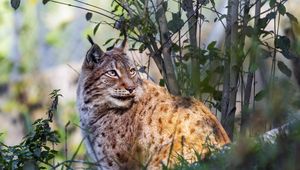 Preview wallpaper lynx, big cat, animal, predator, grass