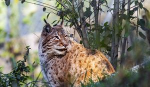 Preview wallpaper lynx, big cat, animal, predator, grass