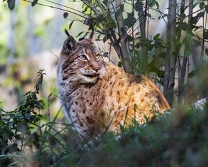 Preview wallpaper lynx, big cat, animal, predator, grass