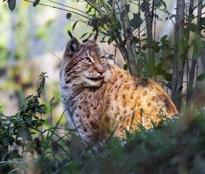 Preview wallpaper lynx, big cat, animal, predator, grass