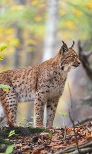 Preview wallpaper lynx, big cat, animal, predator, grass, forest