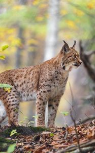 Preview wallpaper lynx, big cat, animal, predator, grass, forest